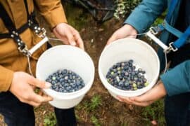 Blueberry Picking Places in St. George Utah