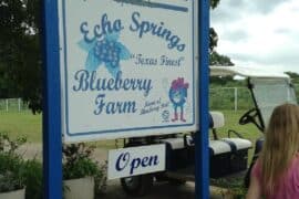 Blueberry Picking Places in Sugar Land City Texas