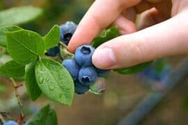 Blueberry Picking Places in Surprise Arizona