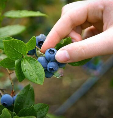 Blueberry Picking Places in Surprise Arizona