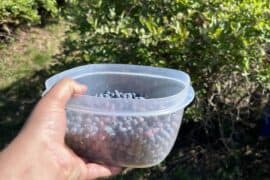 Blueberry Picking Places in Tacoma Washington