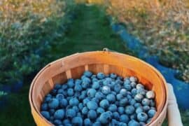 Blueberry Picking Places in Temple Texas