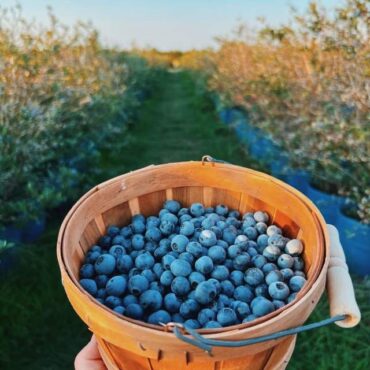 Blueberry Picking Places in Temple Texas