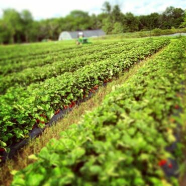 Blueberry Picking Places in Topeka Kansas