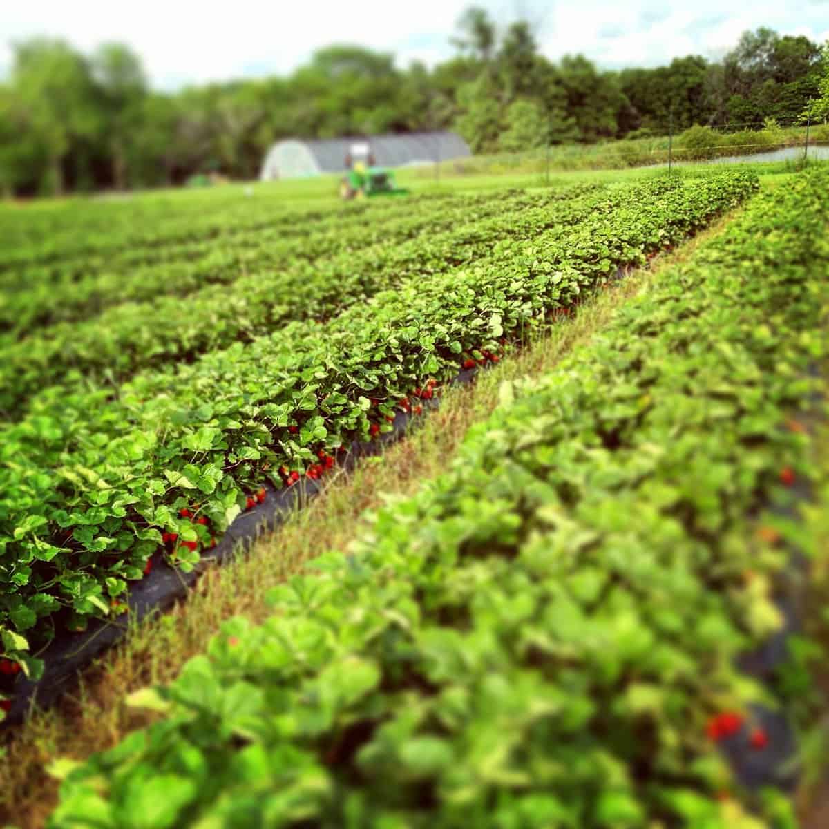 Blueberry Picking Places in Topeka Kansas