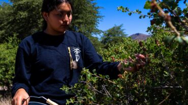 Blueberry Picking Places in Tracy California