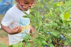 Blueberry Picking Places in Tucson Arizona