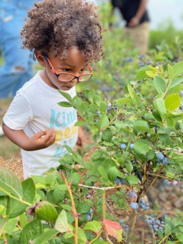 Blueberry Picking Places in Tucson Arizona