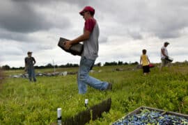 Blueberry Picking Places in Tulare California