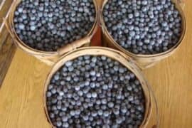 Blueberry Picking Places in Tyler Texas