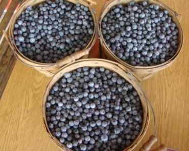 Blueberry Picking Places in Tyler Texas