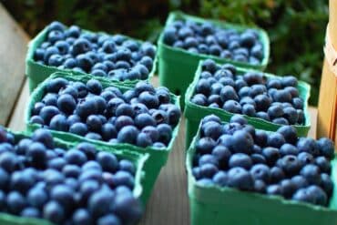 Blueberry Picking Places in Vacaville California