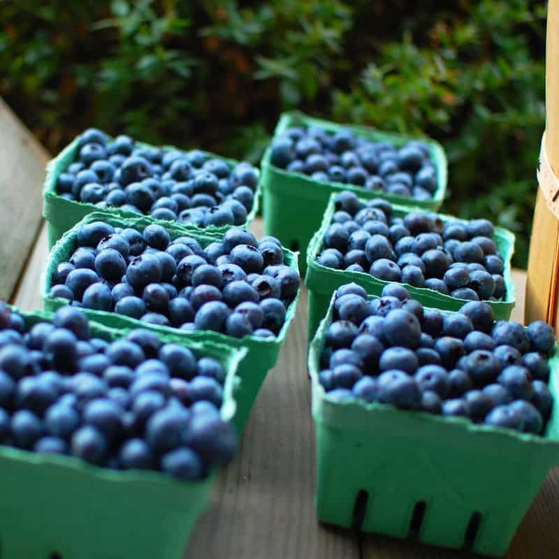 Blueberry Picking Places in Vacaville California