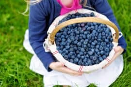 Blueberry Picking Places in Victoria Texas