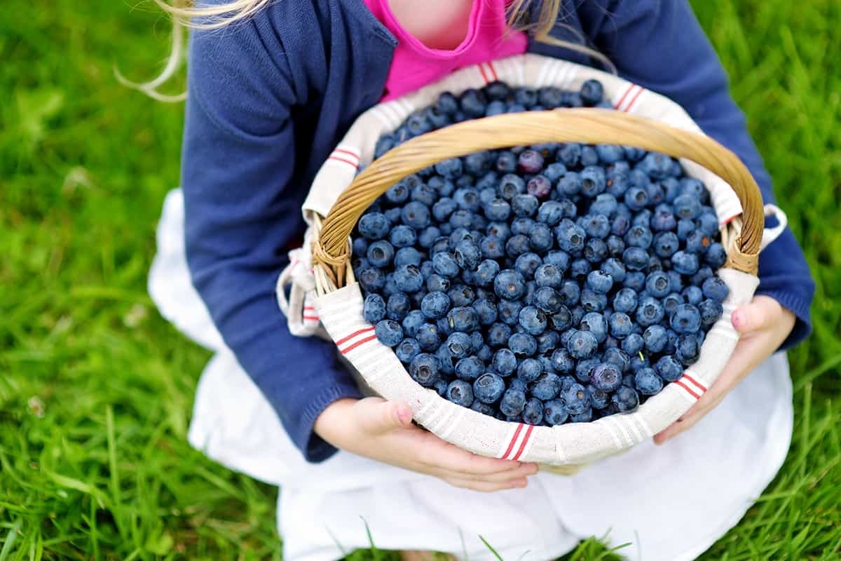 Explore the Best Blueberry Picking Locations in Victoria, Texas