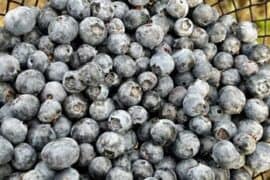 Blueberry Picking Places in Visalia California