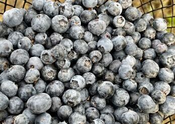 Blueberry Picking Places in Visalia California