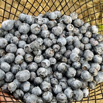 Blueberry Picking Places in Visalia California