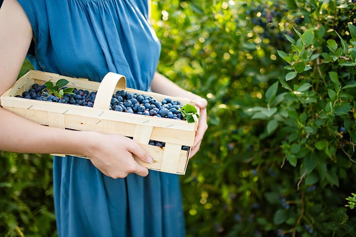 Blueberry Picking Places in Westminster California