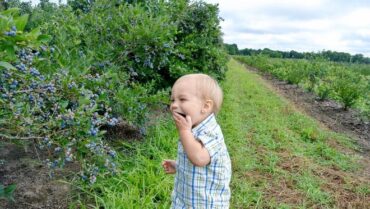 Blueberry Picking Places in Woodlands