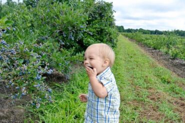 Blueberry Picking Places in Woodlands