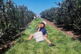 Blueberry Picking Places in Yakima Washington