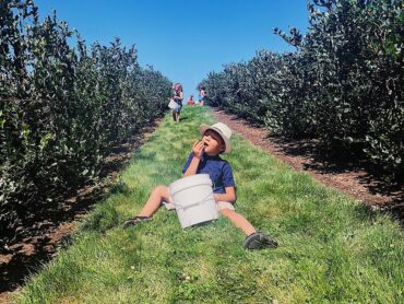 Blueberry Picking Places in Yakima Washington