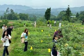 Blueberry Picking Places in Yuen Long New Territories