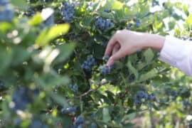 Blueberry Picking Places in Yuma Arizona