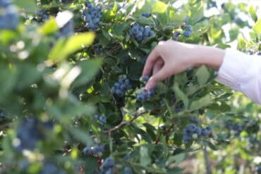 Blueberry Picking Places in Yuma Arizona