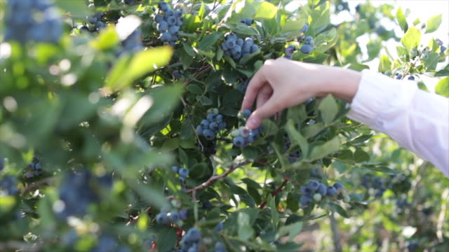 Blueberry Picking Places in Yuma Arizona