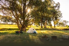 Camping Spots in Bedok