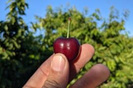 Cherry Picking Places in Central and Western Hong Kong Island