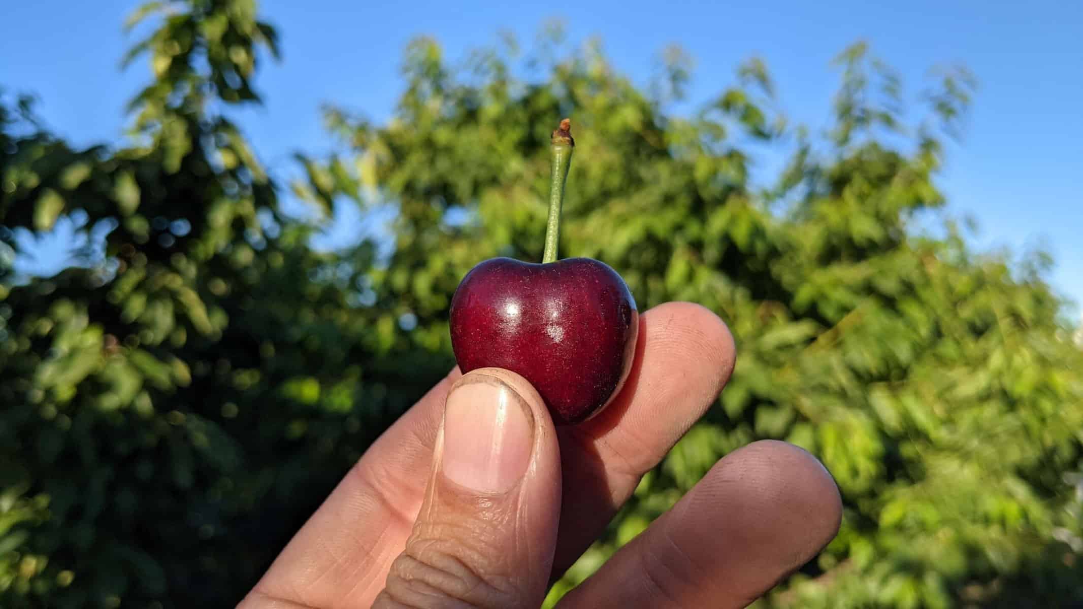 Cherry Picking Places in Central and Western Hong Kong Island