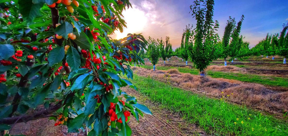 Cherry Picking Places in Eastern Hong Kong Island