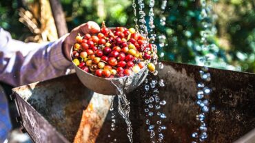 Cherry Picking Places in Kwai Tsing New Territories