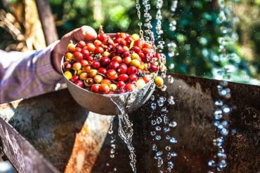 Cherry Picking Places in Kwai Tsing New Territories