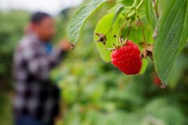 Cherry Picking Places in North New Territories