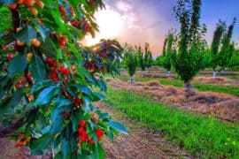 Cherry Picking Places in Southern Hong Kong Island