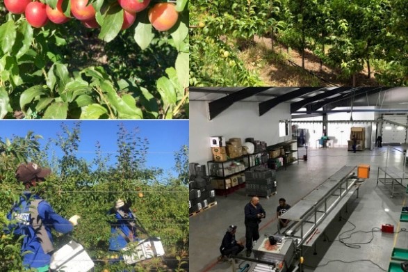 Cherry Picking Places in Tsuen Wan New Territories