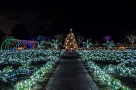 Christmas Lights in Savannah Georgia