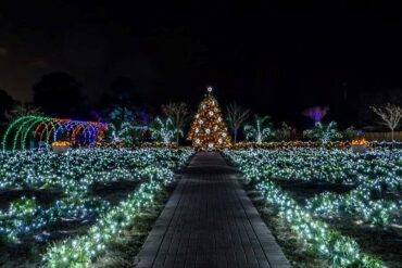 Christmas Lights in Savannah Georgia