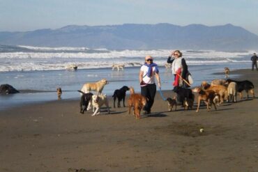 Dog Friendly Beaches in Alameda California