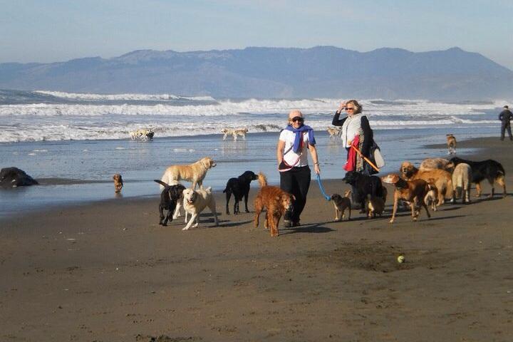 Dog Friendly Beaches in Alameda California