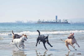 Dog Friendly Beaches in Anaheim California