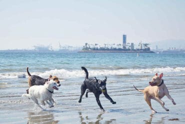 Dog Friendly Beaches in Anaheim California