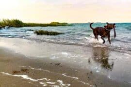 Dog Friendly Beaches in Antioch California