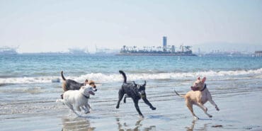 Dog Friendly Beaches in Apple Valley California