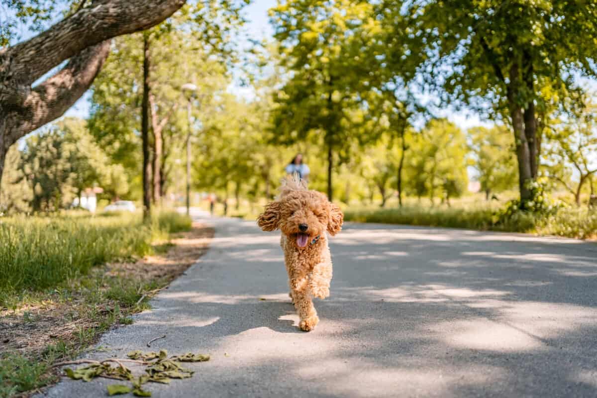 Discover the Best Dog Friendly Beaches in Augusta-Richmond County Georgia!