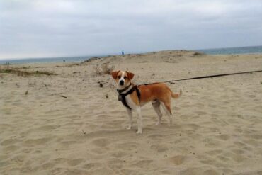 Dog Friendly Beaches in Bakersfield California